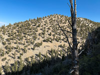 0063 Bristlecone Pine Forest California 2025 