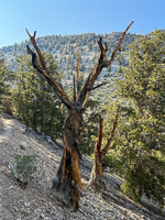 0064 Bristlecone Pine Forest California 2025 