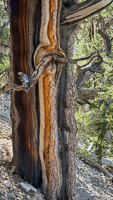 0065 Bristlecone Pine Forest California 2025 