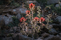 0070 Bristlecone Pine Forest California 2025 Roadside Flowers 2025 Indian Paintbrush