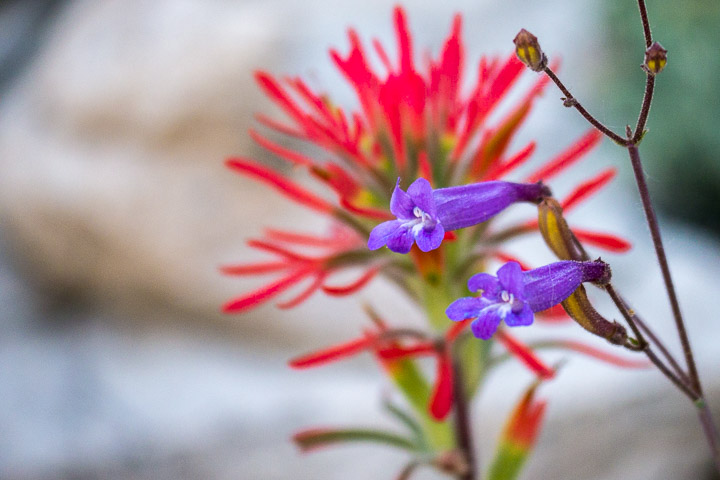 Unknown Tubular Flower & Paintbrush Unknown Tubular Flower & Paintbrush