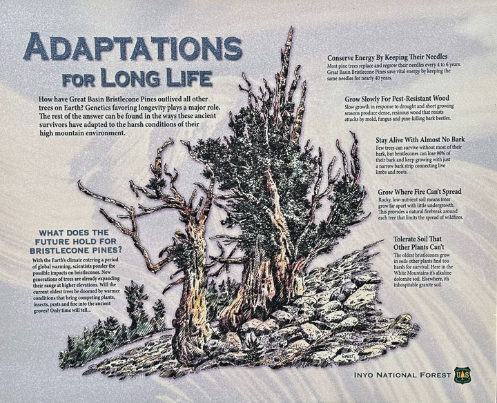 About Bristlecone Pines About Bristlecone Pines