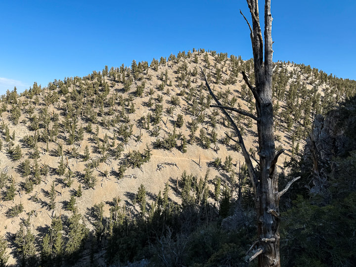 Nothing But Bristlecones! Nothing But Bristlecones!