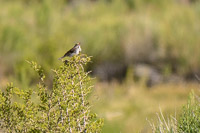 Mono Lake 2025034 California 2025 Mono Lake Savannah Sparrow