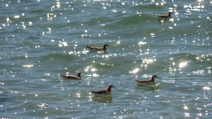 Wilson's Phalarope Wilson's Phalarope
