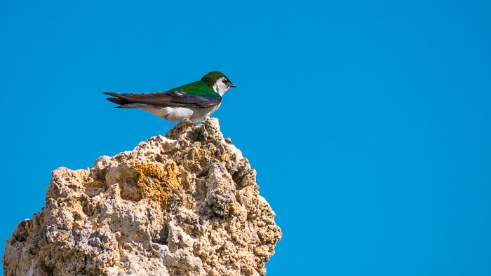 Violet-Green Swallow Violet-Green Swallow