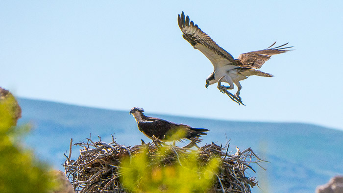 Ospreys Building a Nest Ospreys Building a Nest