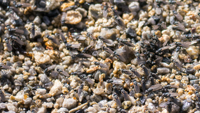 Alkali Flies Alkali Flies