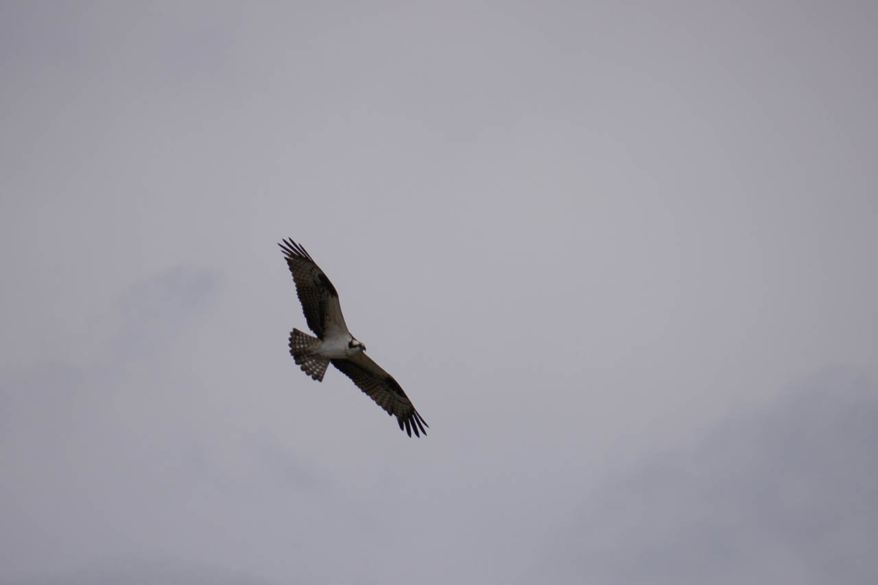 Eglades14b 48