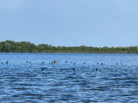 1012 Birds Everglades 2025 Lesser Scaup