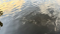 1033 Everglades 2025 Tidal Interface