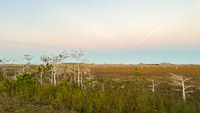 1064 Everglades 2025 Dwarf Cypress