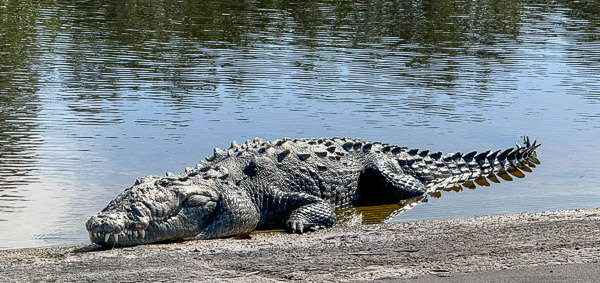 Eleven Foot American Crocodile Eleven Foot American Crocodile