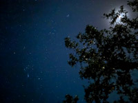 0017 Everglades 2026 Starry Night