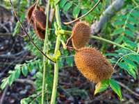 0026 Everglades 2026 