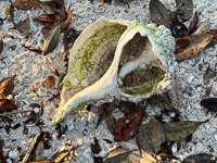 0027 Everglades 2026 