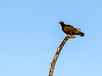 0030 Birds Everglades 2026 