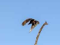 0031 Birds Everglades 2026 