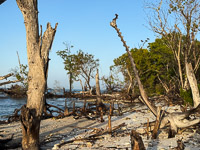 0032 Birds Everglades 2026 Still Life With Vultures