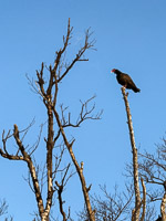 0035 Birds Everglades 2026 