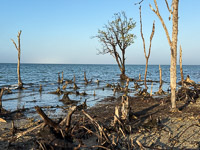 0036 Everglades 2026 