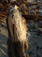 0037 Everglades 2026 