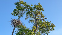 0039 Birds Everglades 2026 Osprey Nest