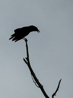 0047 Birds Everglades 2026 