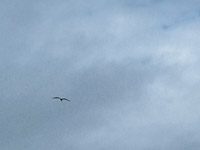 0051 Everglades 2026 Frigate Bird