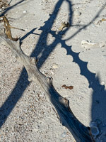 0062 Everglades 2026 