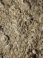 0065 Everglades 2026 Fossil Reef