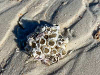 0069 Everglades 2026 