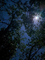 0077 Everglades 2026 View From My Hammock