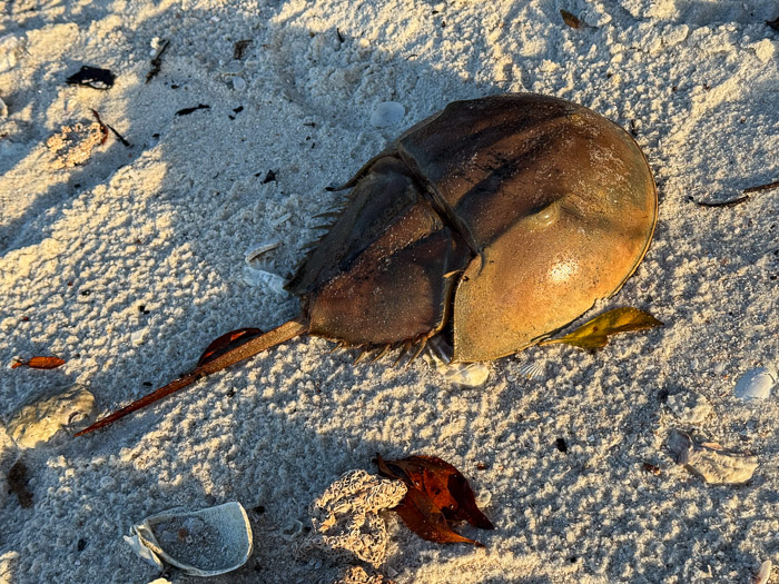 Horseshoe Crab