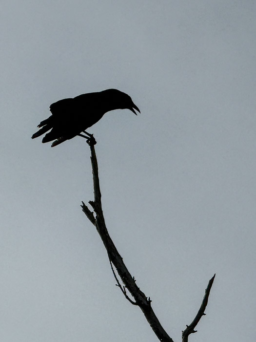 The Crow