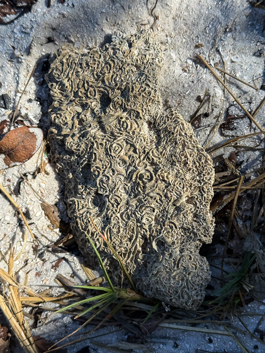 Fossilized Coral (w/ Tubeworms?)