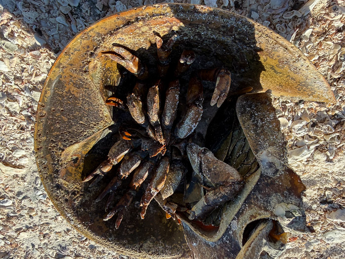 Horseshoe Crab (Underside)