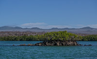 0011 Galapagos Mangroves At Black Turle Bay