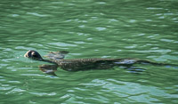 0012 Galapagos Sea Turtle