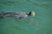 0014 Galapagos Sea Turtle