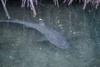 0017 Galapagos White Tipped Shark
