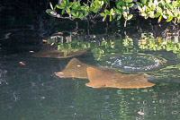 0020 Galapagos Golden Rays