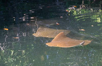 0021 Galapagos Golden Rays