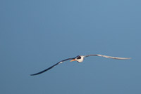 0029 Galapagos Arctic Tern