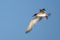 0030 Galapagos Arctic Tern