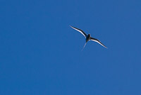 0088 Galapagos Red Billed Tropic Bird