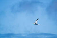 0090 Galapagos Red Billed Tropic Bird