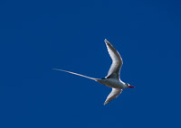 0091 Galapagos Red Billed Tropic Bird