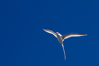 0093 Galapagos Red Billed Tropic Bird