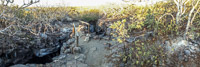 0121 Galapagos Panorama 